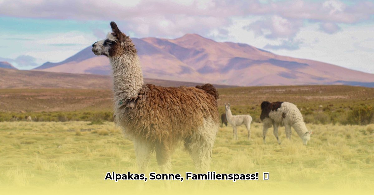 alpaca-boerderij-zonnebeke